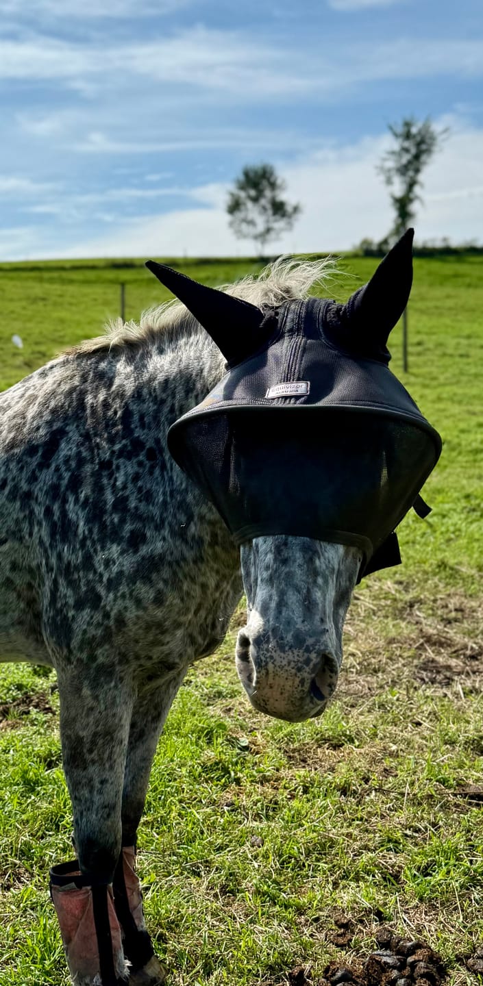 Customer photo review of Solar Vizor Fly Mask - With Ear Protection - NEW STYLE