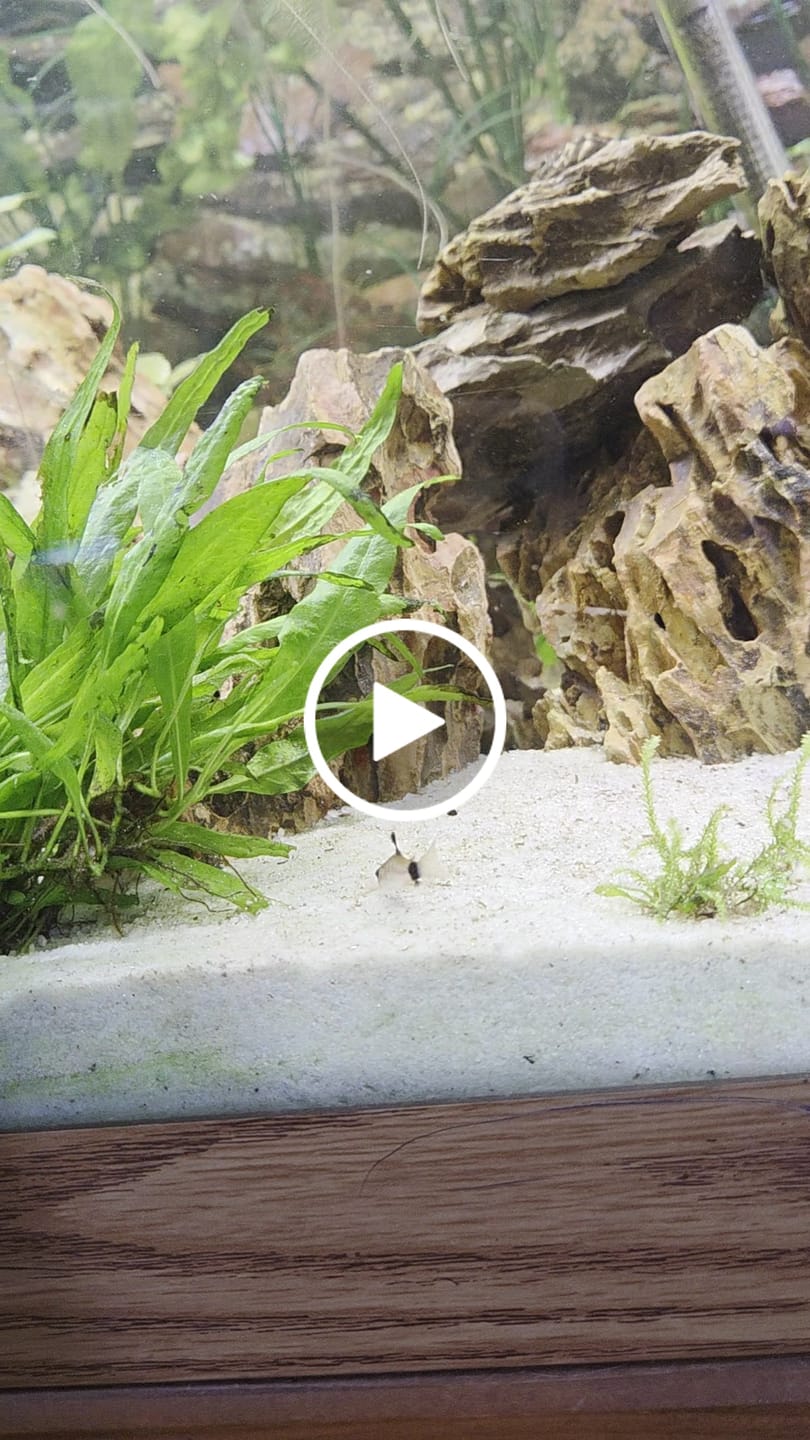 Customer video review of Panda Cory Catfish