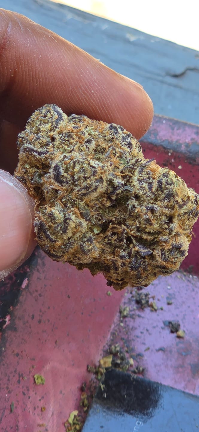 Customer photo review of FREE SAMPLE (with code) THCa Flower