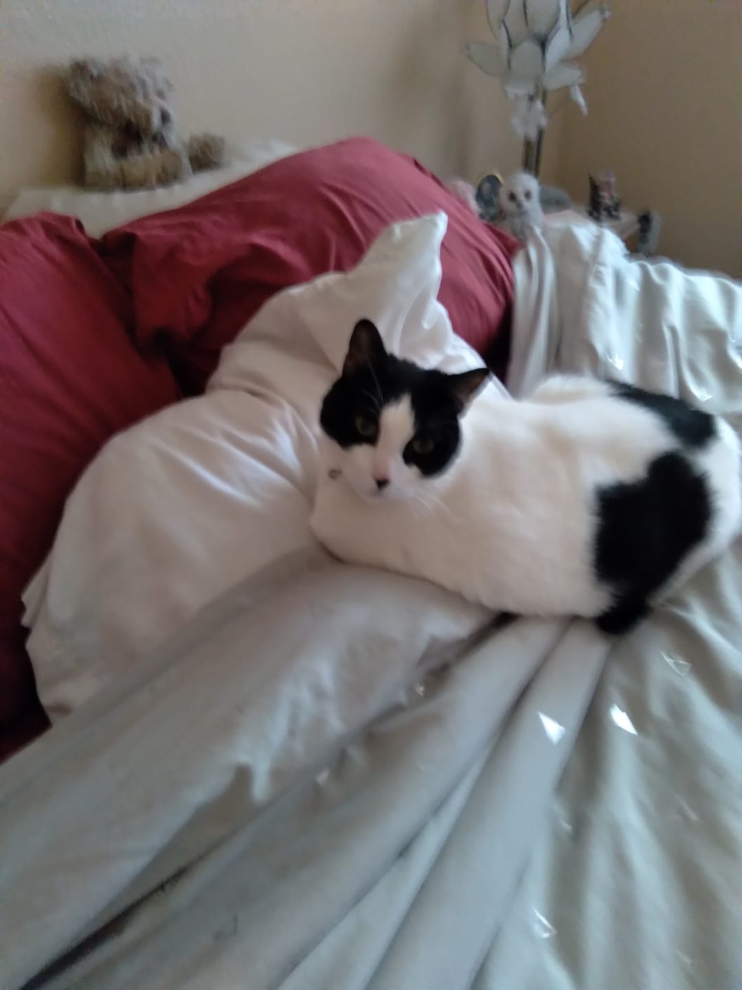 Customer photo review of Cat Calming & Aggression Aid