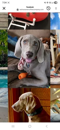 Customer photo review of Premium Braided Bully Sticks