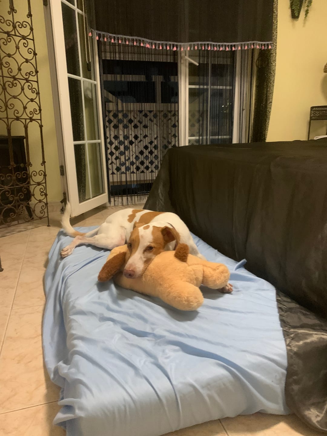 Customer photo review of Peluche Antiestrés para Mascotas