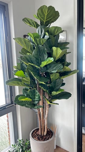 Customer photo review of Ficus Kunstplant 180cm