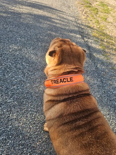 Samantha H. review of 4cm Slip on Collar | Foam Padded - Orange image 1 out of 1