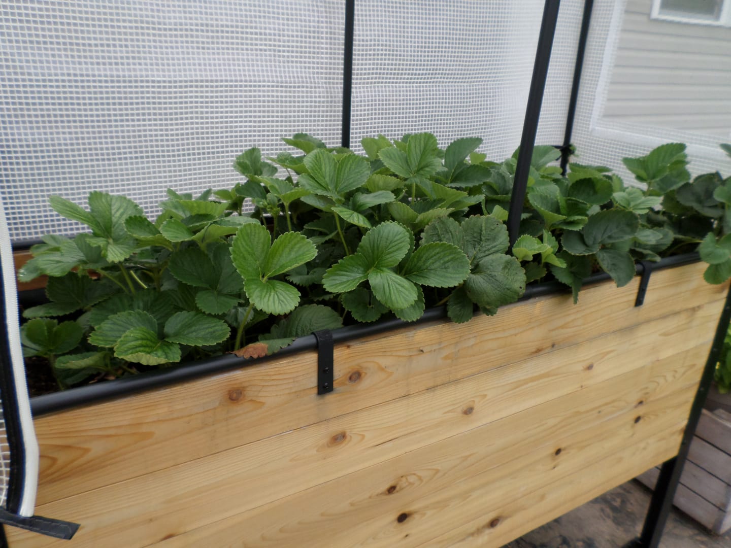 Customer photo review of 18" x 48" Planter Box - 24" TALL