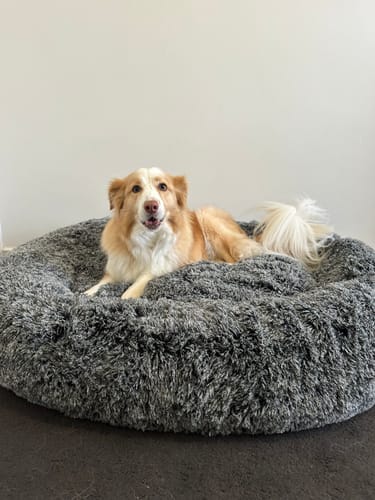 Customer photo review of Premium Calming Pet Bed with Removable Cover