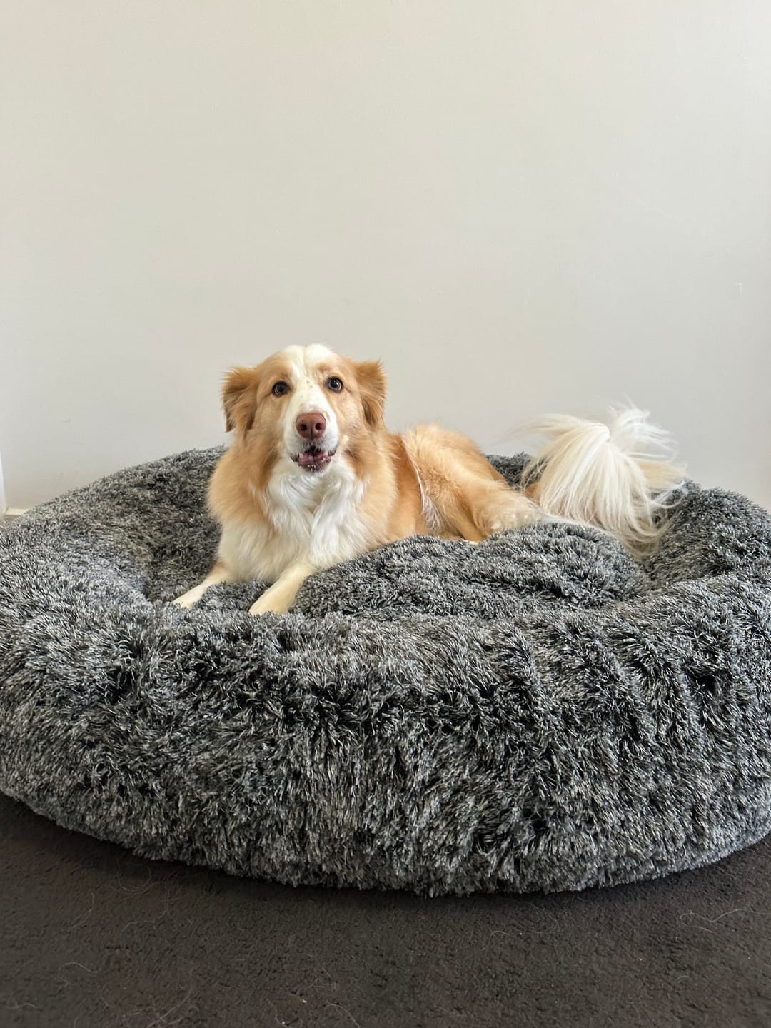 Customer photo review of Premium Calming Pet Bed with Removable Cover