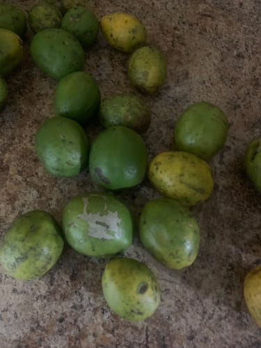 Customer photo review of June Plum *** Pre Order ***