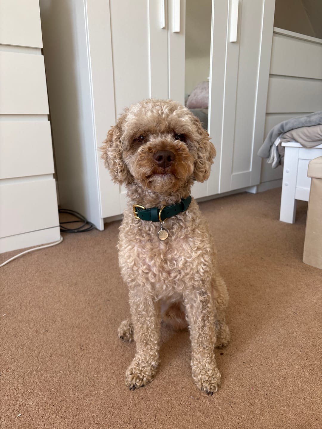 Customer photo review of All Weather Dog Collar