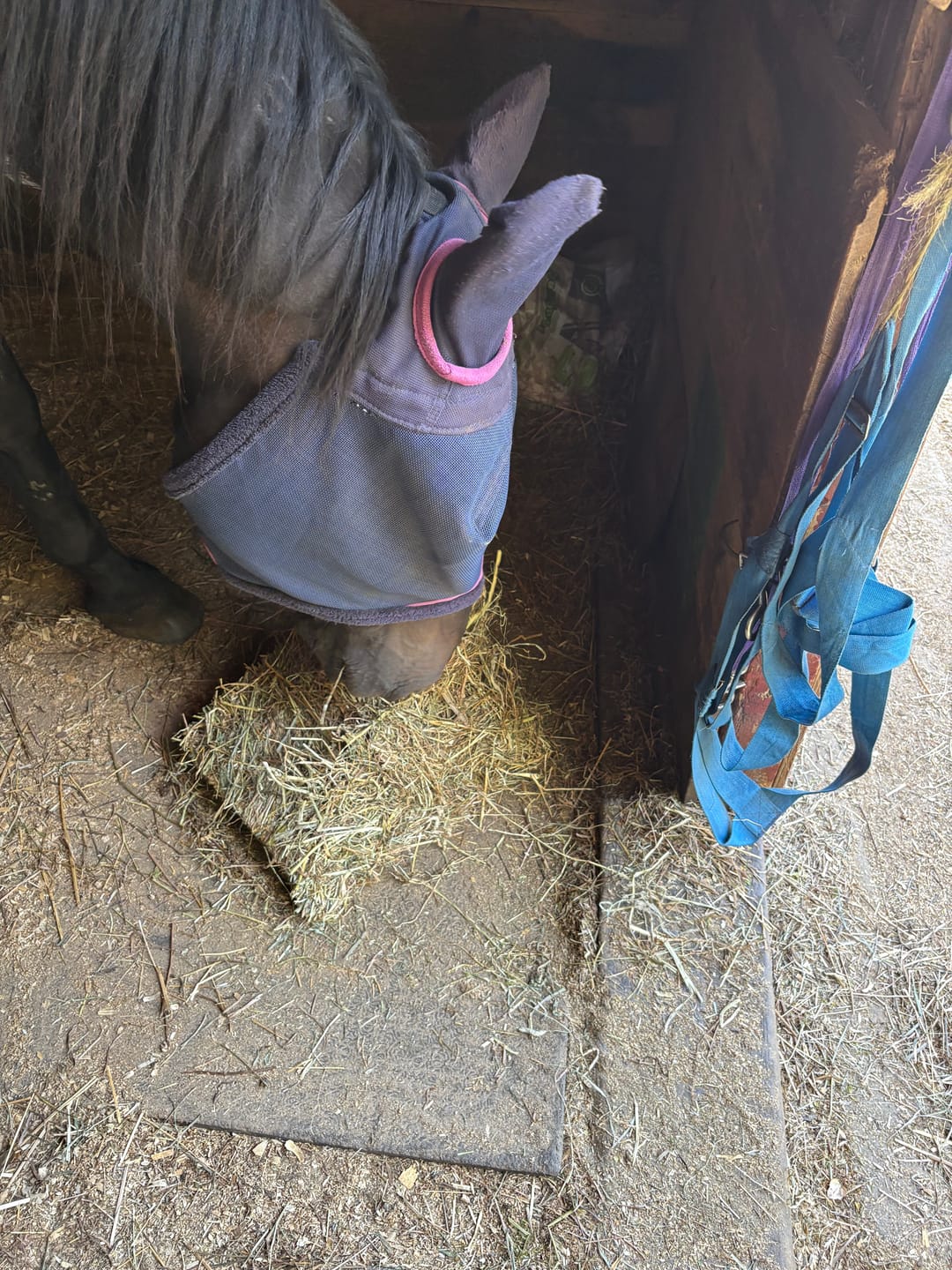 Customer photo review of 1st Cutting Timothy Orchard Grass Hay (Buy More - Save More)(Includes delivery too!)