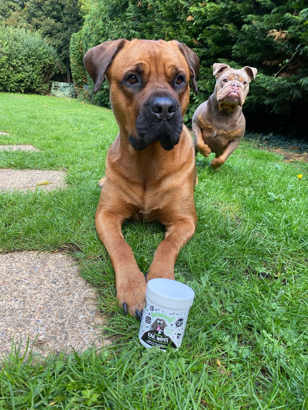Customer photo review of Soothing Ear Wipes for Dogs 100 Pre-soaked & Biodegradable Wipes