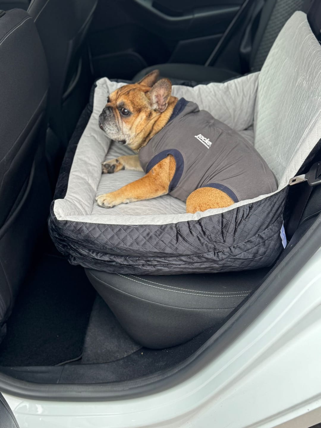 Customer photo review of Pet Perfect Luxe Autostoel Hond - Hondenmand Auto - Wasbaar