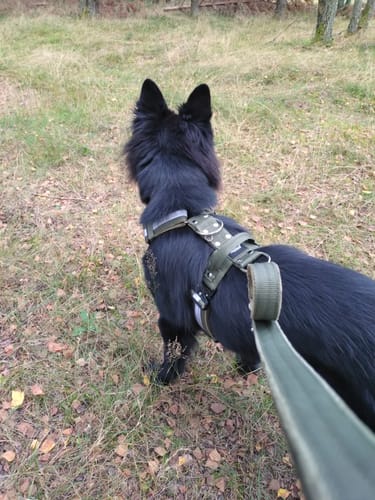 Customer photo review of Szelki z szybką klamrą - Easy Walk Extreme Khaki