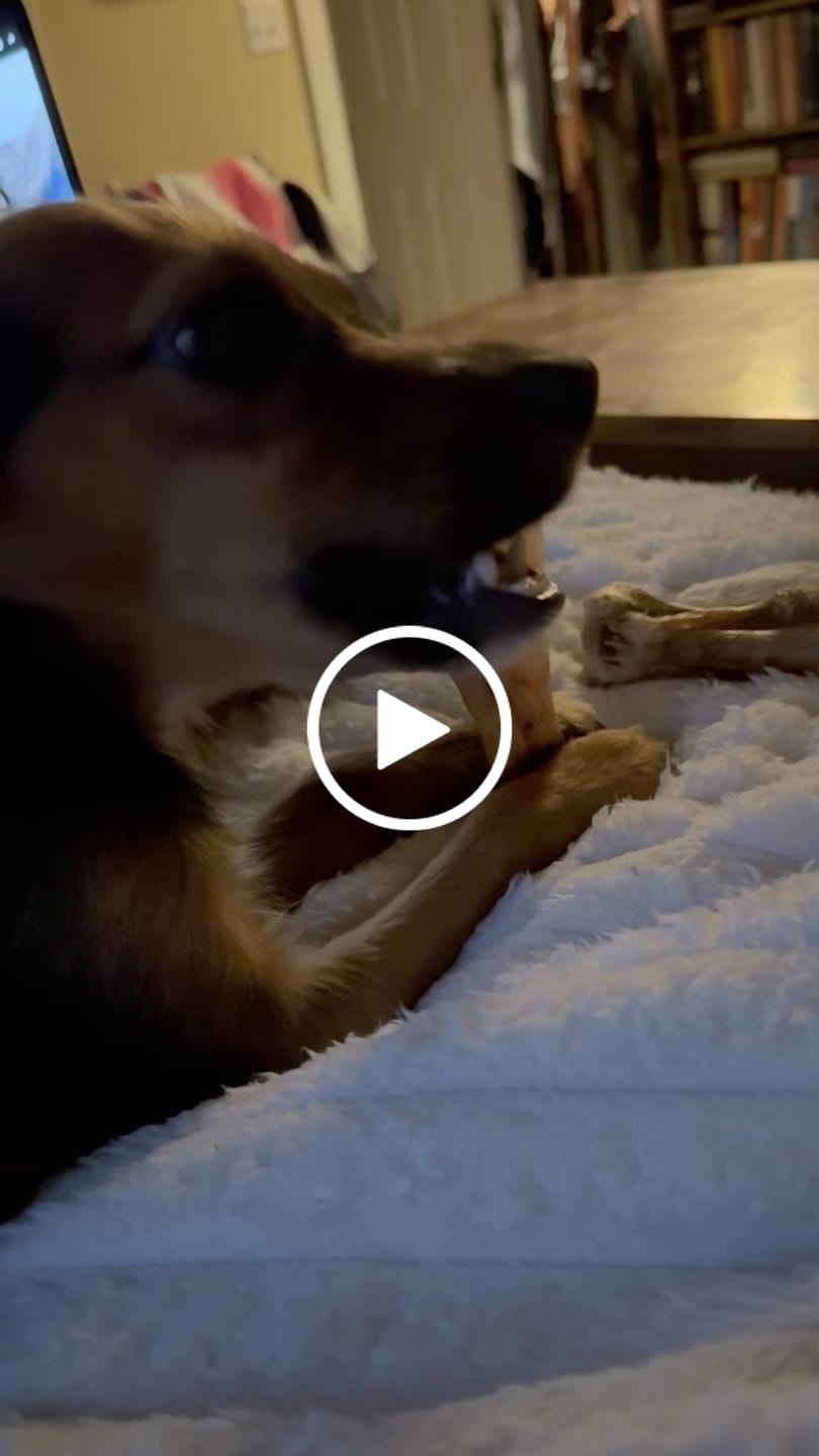 Customer video review of Chewy Ostrich Flat Tendon: Satisfying All-Natural Chew for Dental Health & Gentle Digestion