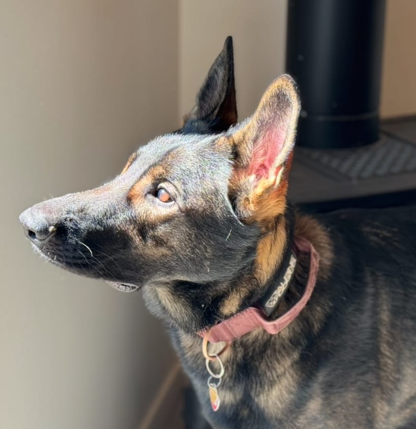 Customer photo review of 2" Tacti Luxe Dog Collar - Rose Gold - Chocolate