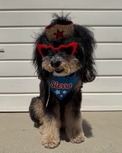 Customer photo review of Golden Star Tiara for Canines