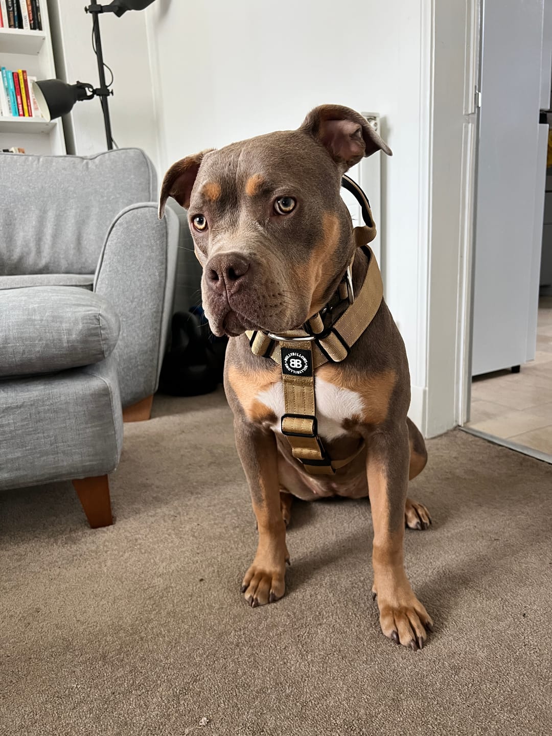 Customer photo review of Training Anti Pull TRI-Harness® | M-XL Breeds - Tan
