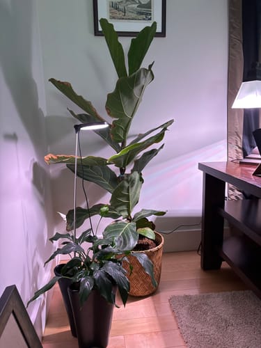 Customer photo of 28" Adjustable LED Plant Light from Cheryl B.