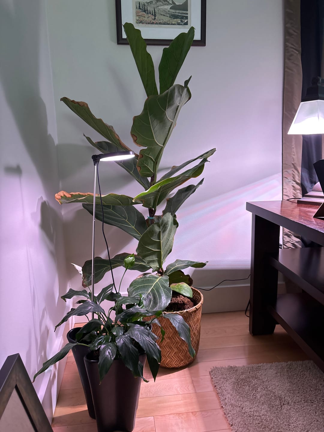 Customer photo review of 28" Adjustable LED Plant Light
