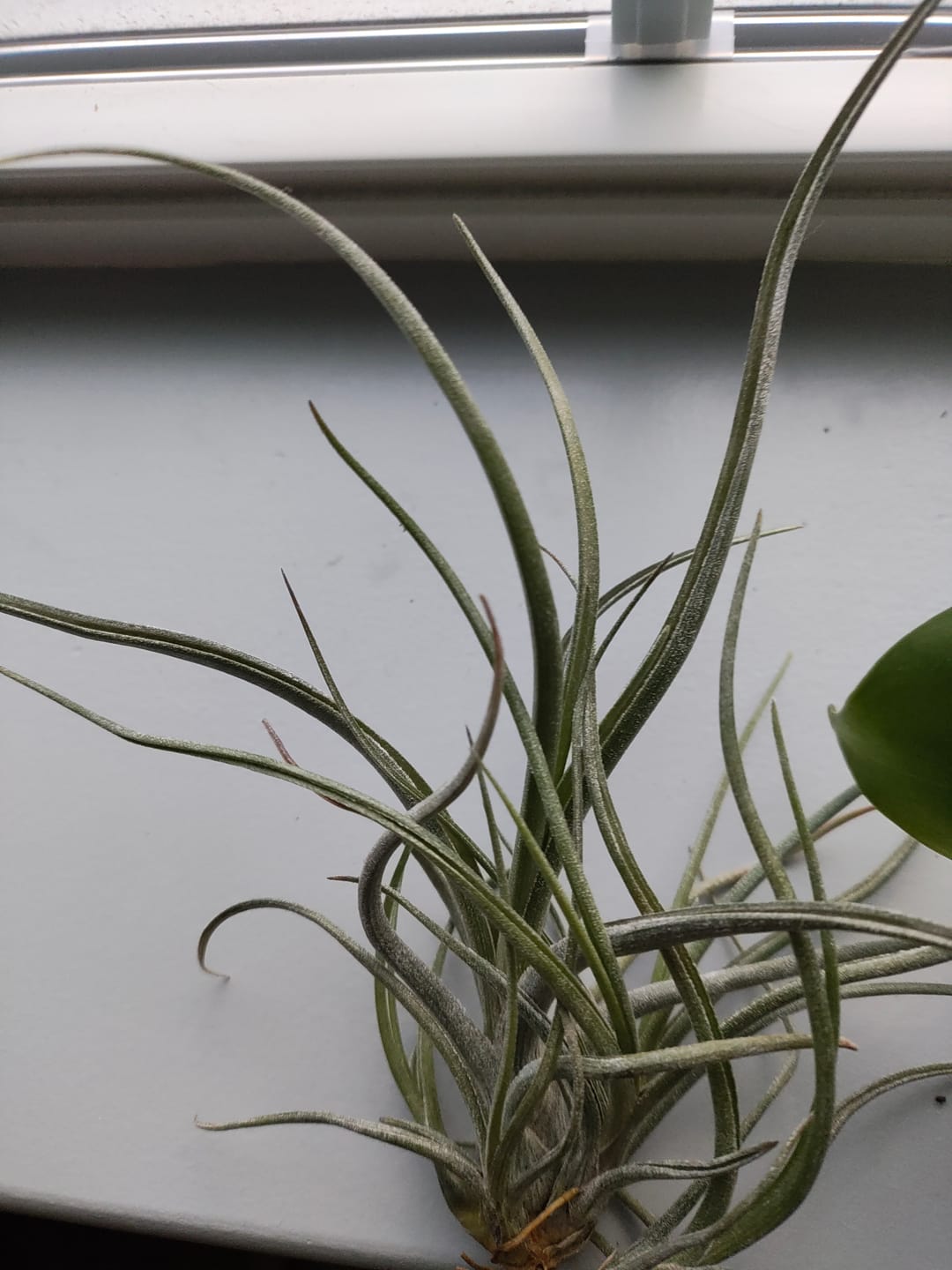 Customer photo review of Bulbosa