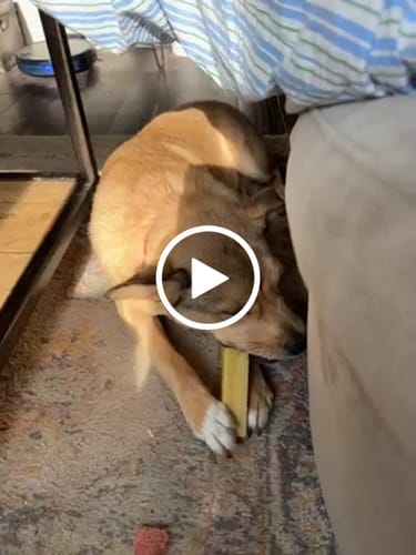 Customer video review of 4-Stick Yak Chew Pack – Mint, Banana, Strawberry & Pumpkin