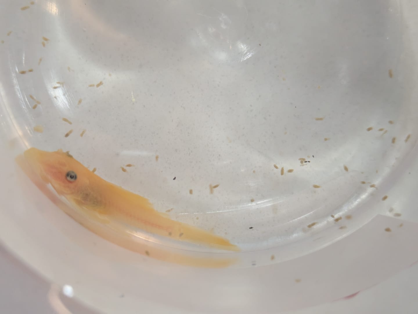 Customer photo review of L144a Blue Eye Lemon Bristlenose Pleco (2 Inches) "NEW"
