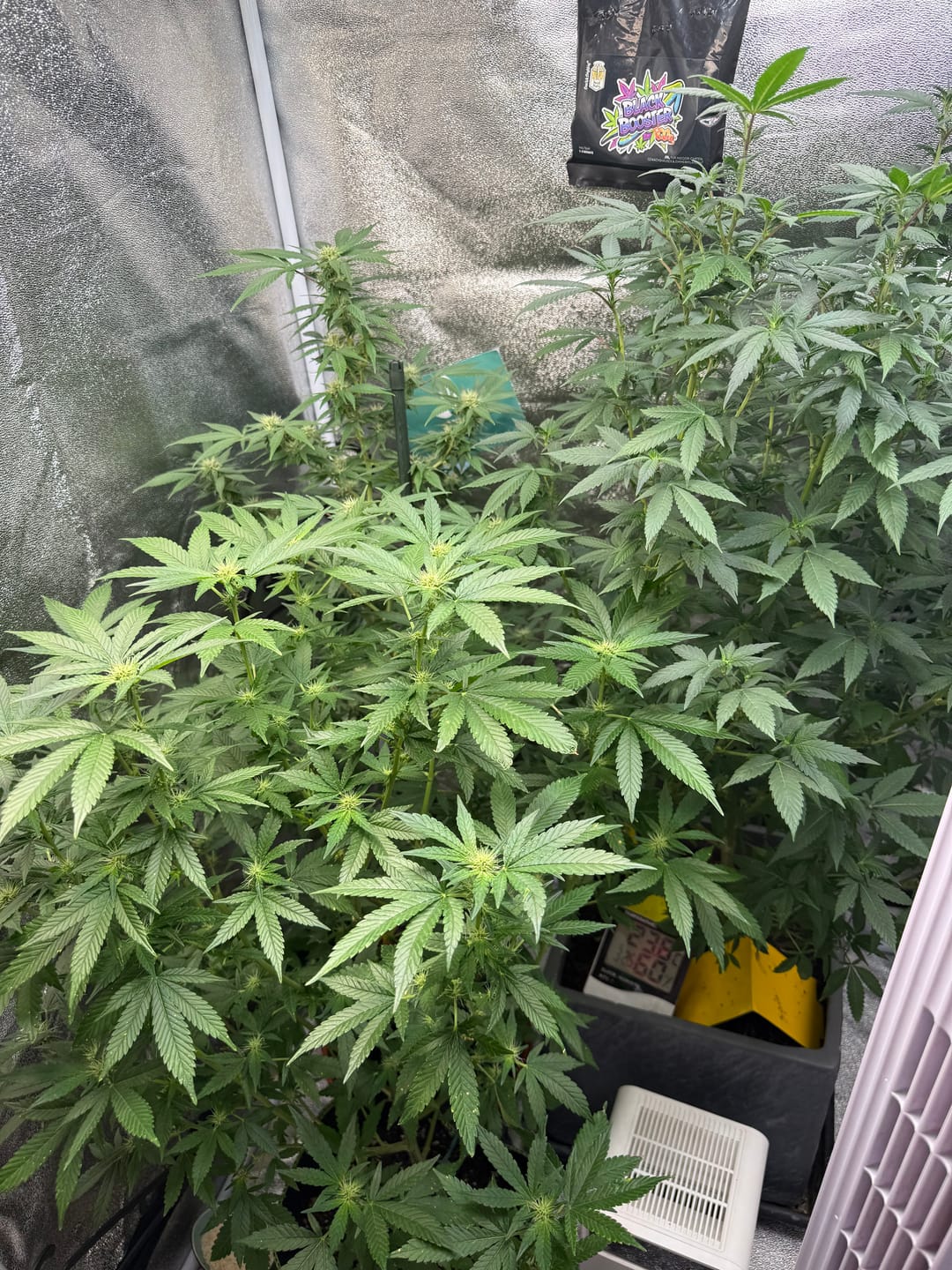 Customer photo review of Hanfstecklinge | Future Island