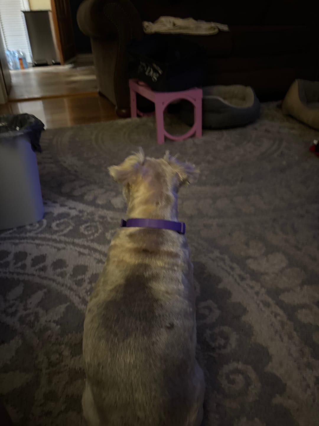 Customer photo review of FurLife™ - Natural Pheromone Calming Collar for Dogs