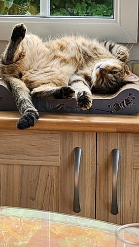 Avis photo d'un client sur Pâtée Chat Stérilisé Sans Céréales - Poulet