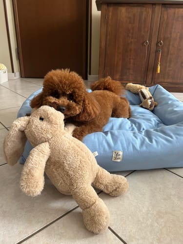 Customer photo review of Divanetto Cotone Siena Azzurro