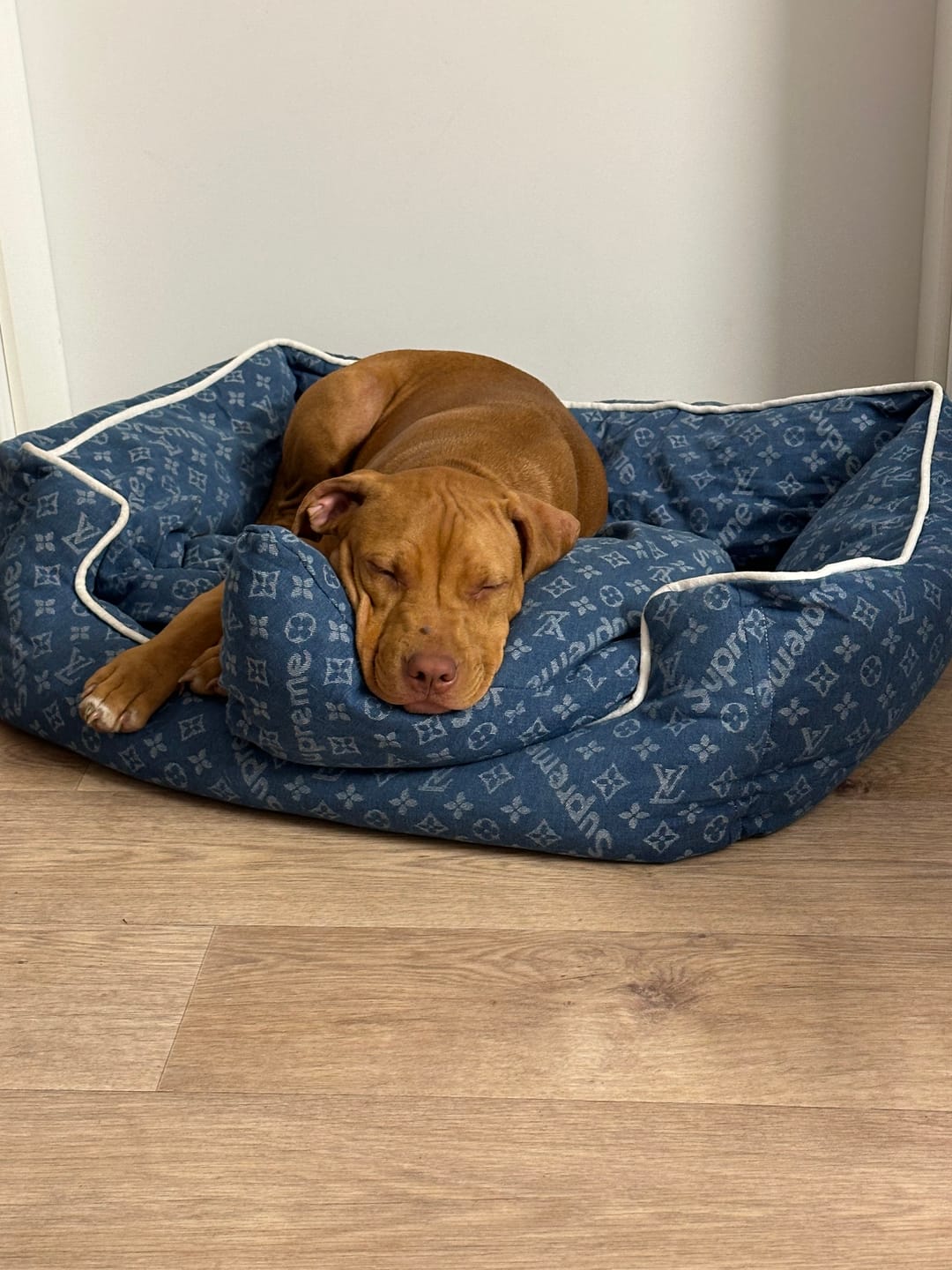 Customer photo review of LUVINA DELUXE BED
