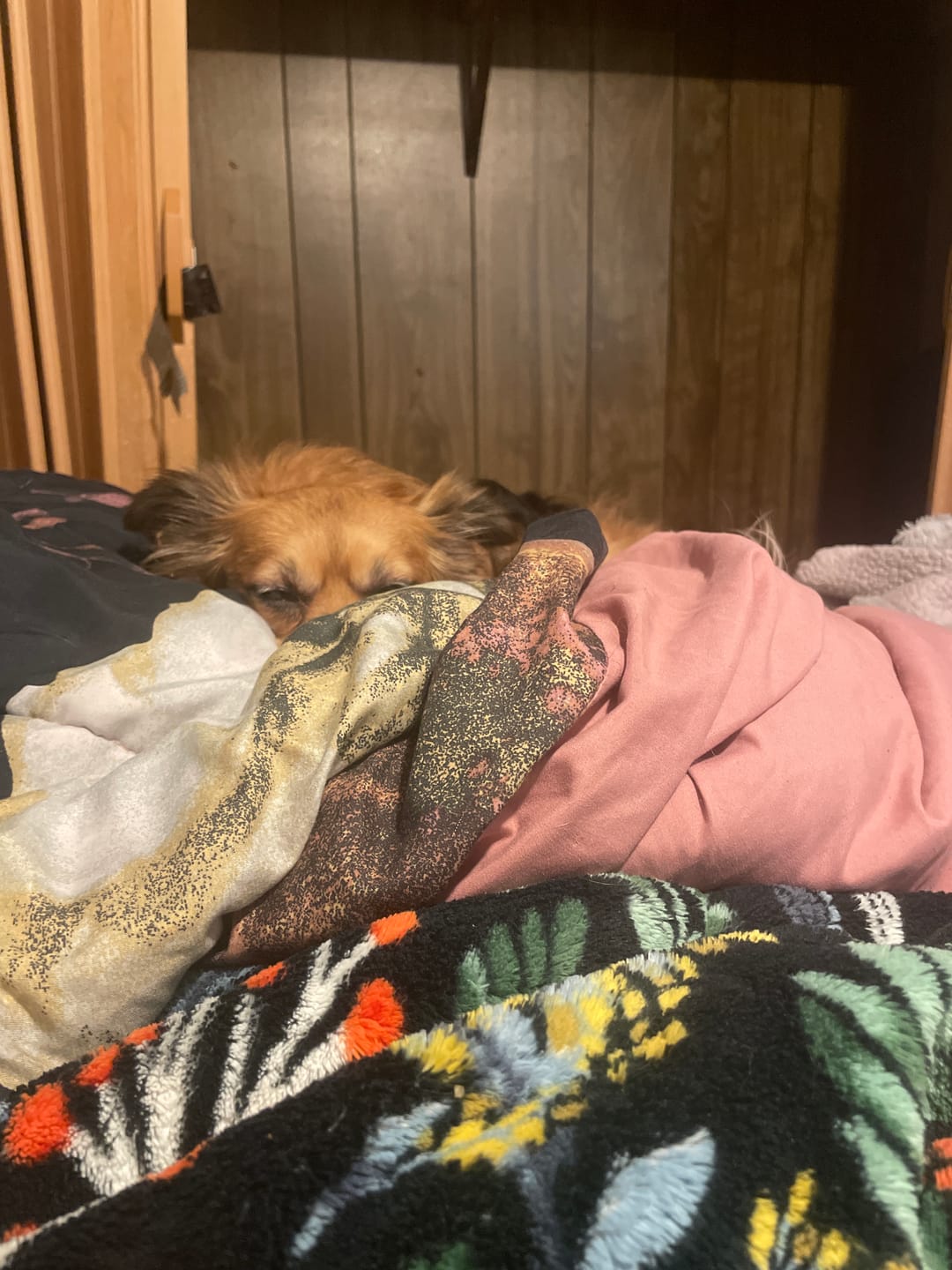 Customer photo review of FurLife™ - Flea & Tick Shampoo for Dogs and Cats