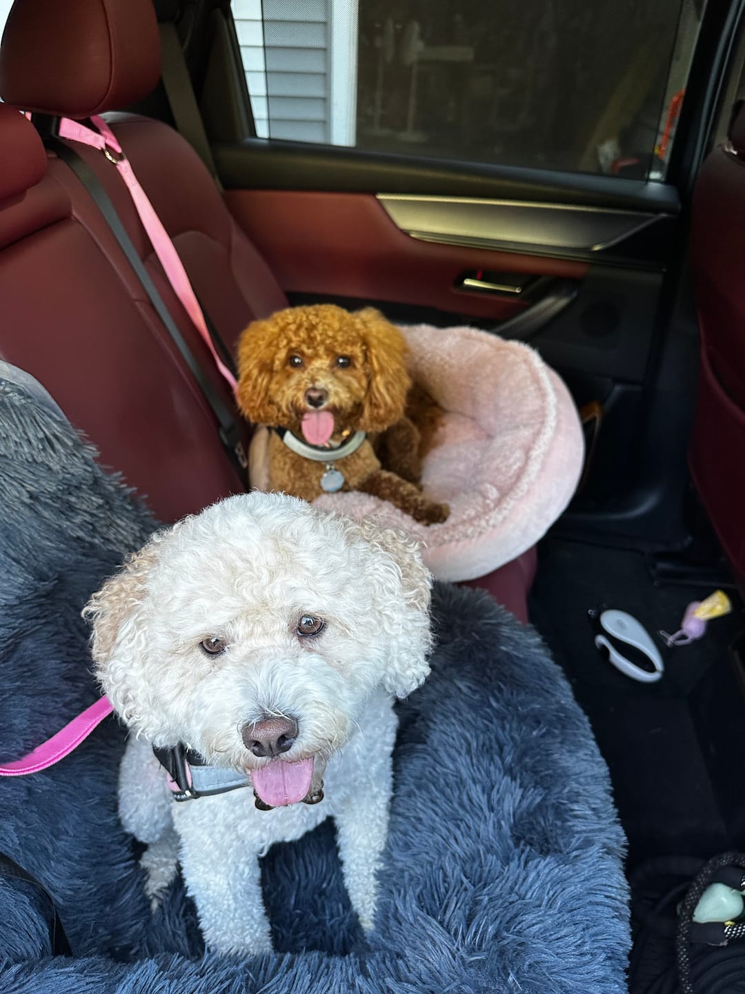 Customer photo review of 2 Pack Headrest Car Dog Safety Seatbelt