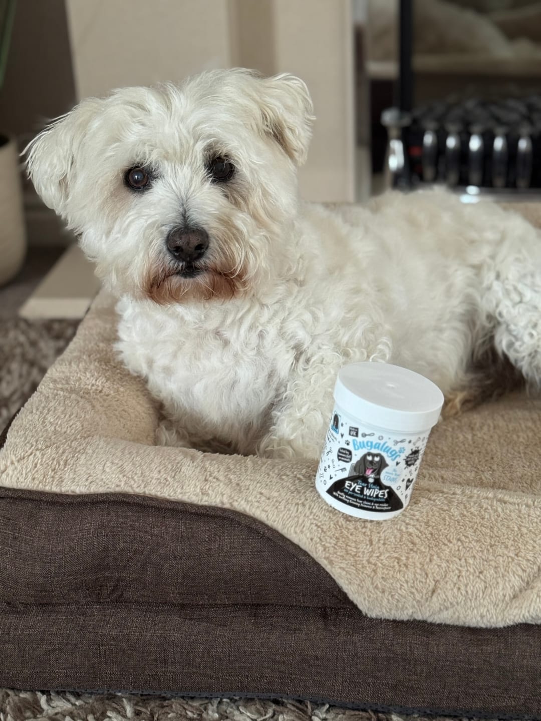 Customer photo review of Tear Stain Eye Wipes for Dogs 100 Pre-soaked & Biodegradable Wipes