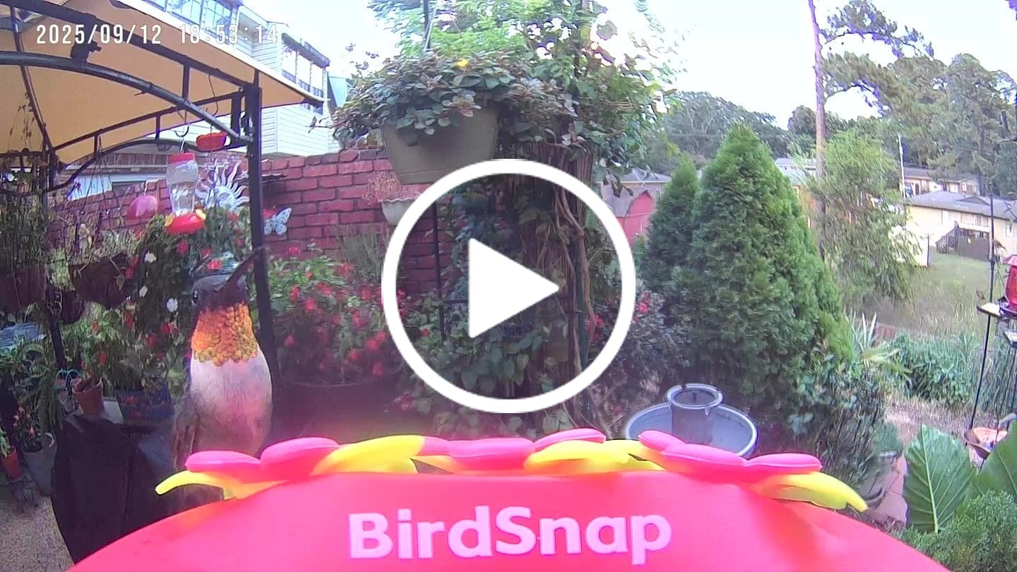 Customer video review of Smart Hummingbird Feeder