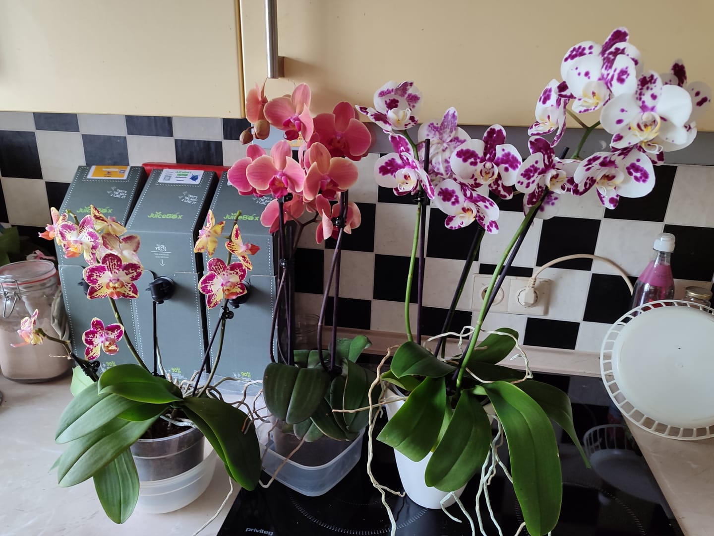 Customer photo review of Große Two of Us Farbmix im 3er Set mit 3 Rispen