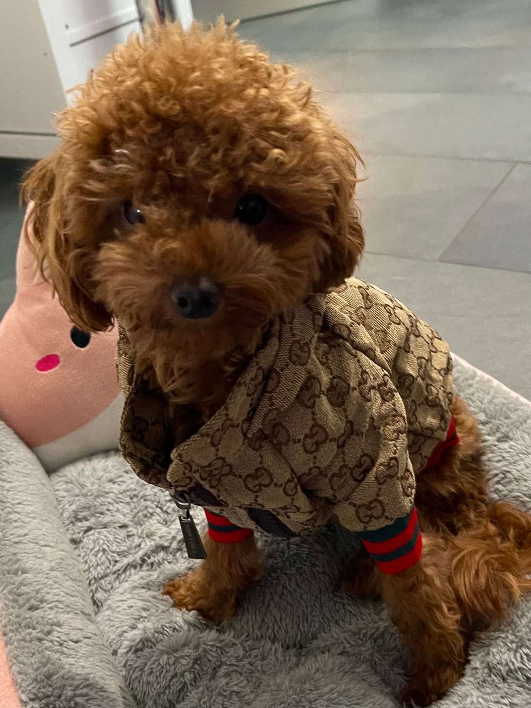 Customer photo review of Zoi Designer Dog Jacket