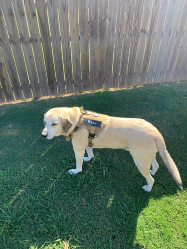 Customer photo review of NEW Upgraded Tactical No-Pull Team K9™ Dog Harness with 4 Quick-Release Metal Buckles, Reinforced Front & Back D-Rings, Hook & Loop Panels, Adjustable Straps, Reflective Strips, & Top Handle