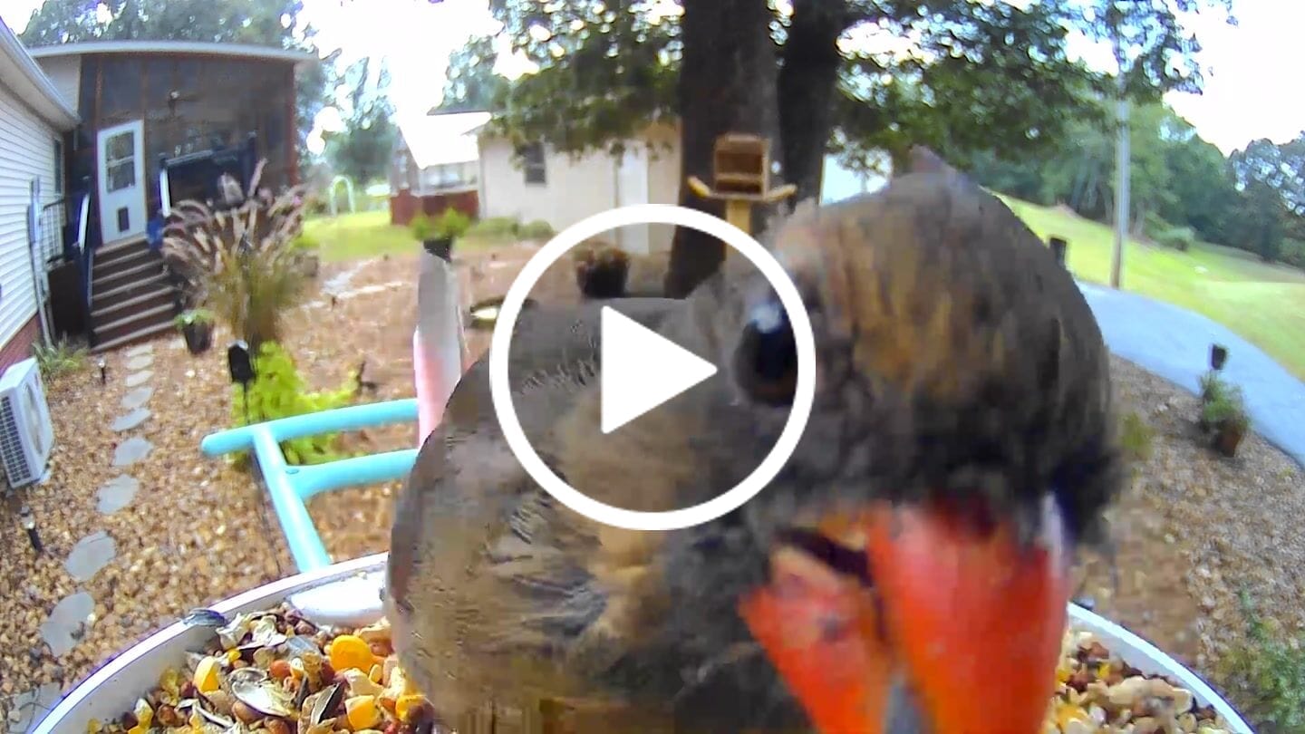 Customer video review of Birdfy Feeder - AI-Powered Smart Bird Feeder with Camera