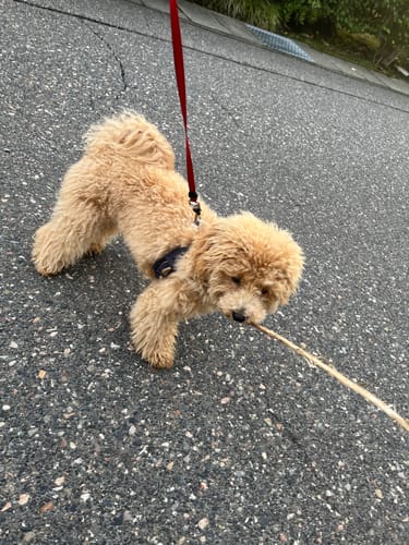 Customer photo review of FunFunPet 高機能ハーネス（お名前タグ作成サービス付き）