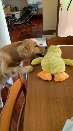 Customer photo review of Duck™ - Il Pupazzo Indistruttibile