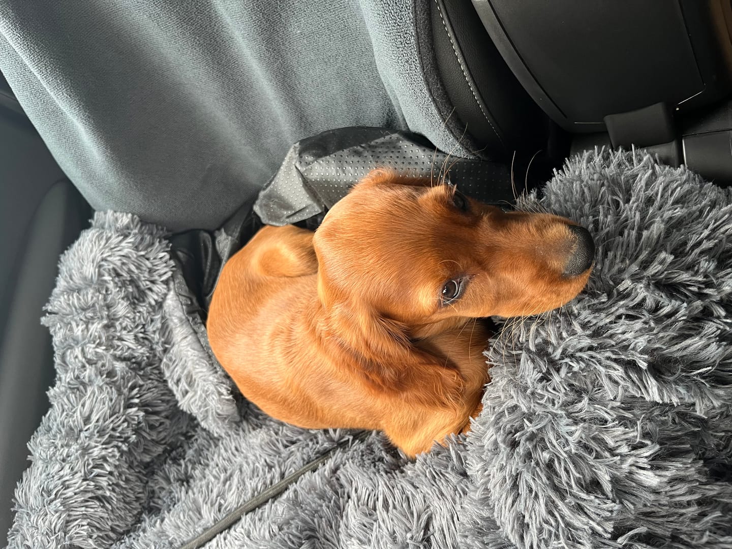 Customer photo review of CalmCouch - Motverkar ångest & skyddar din soffa