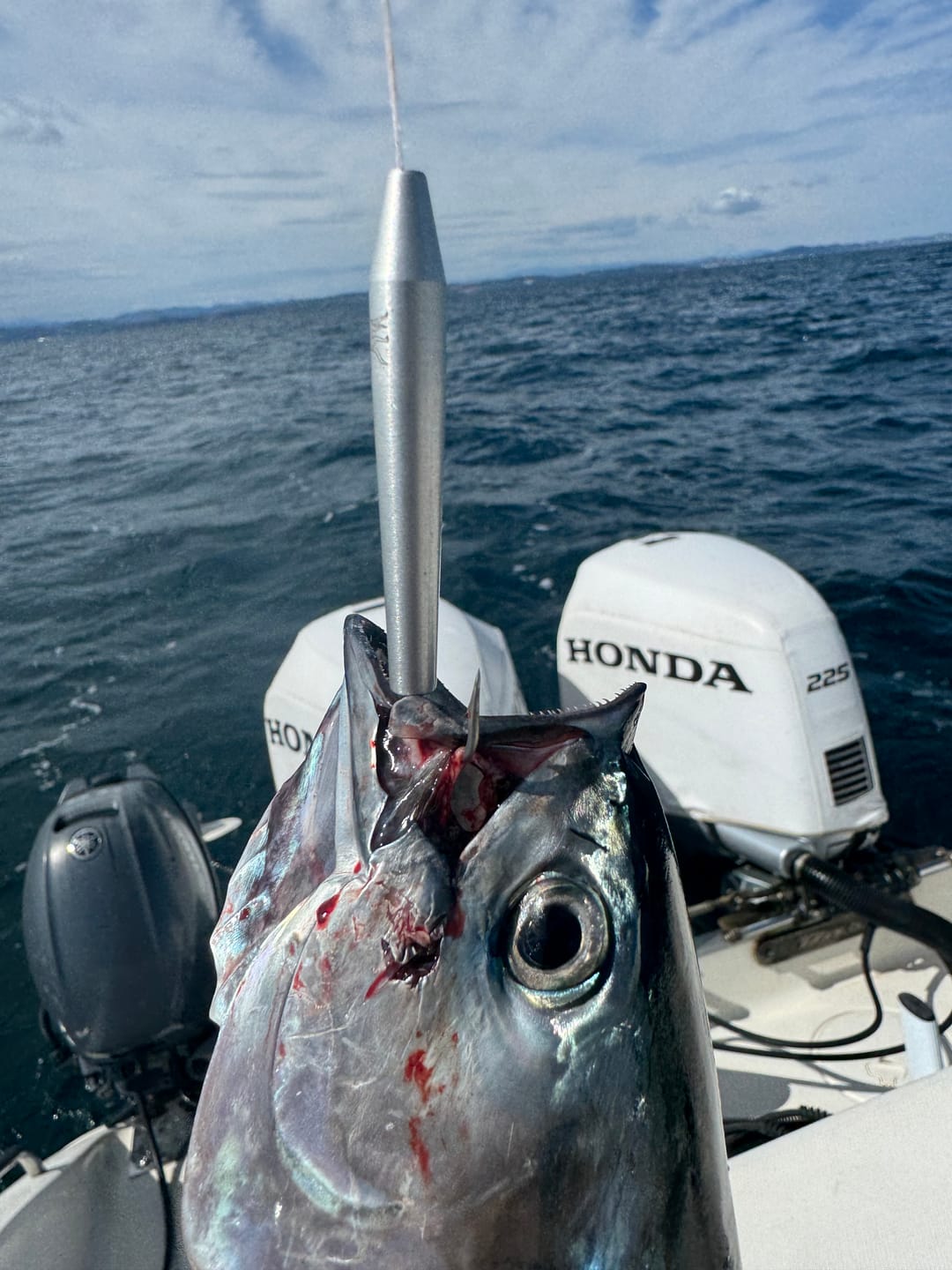 Customer photo review of Bonito Stick