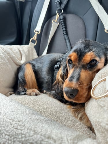 Customer photo review of The Cosy Car Seat