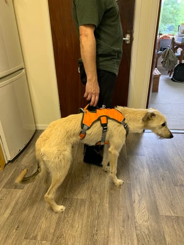 Customer photo review of Sighthound Escape Proof Harness