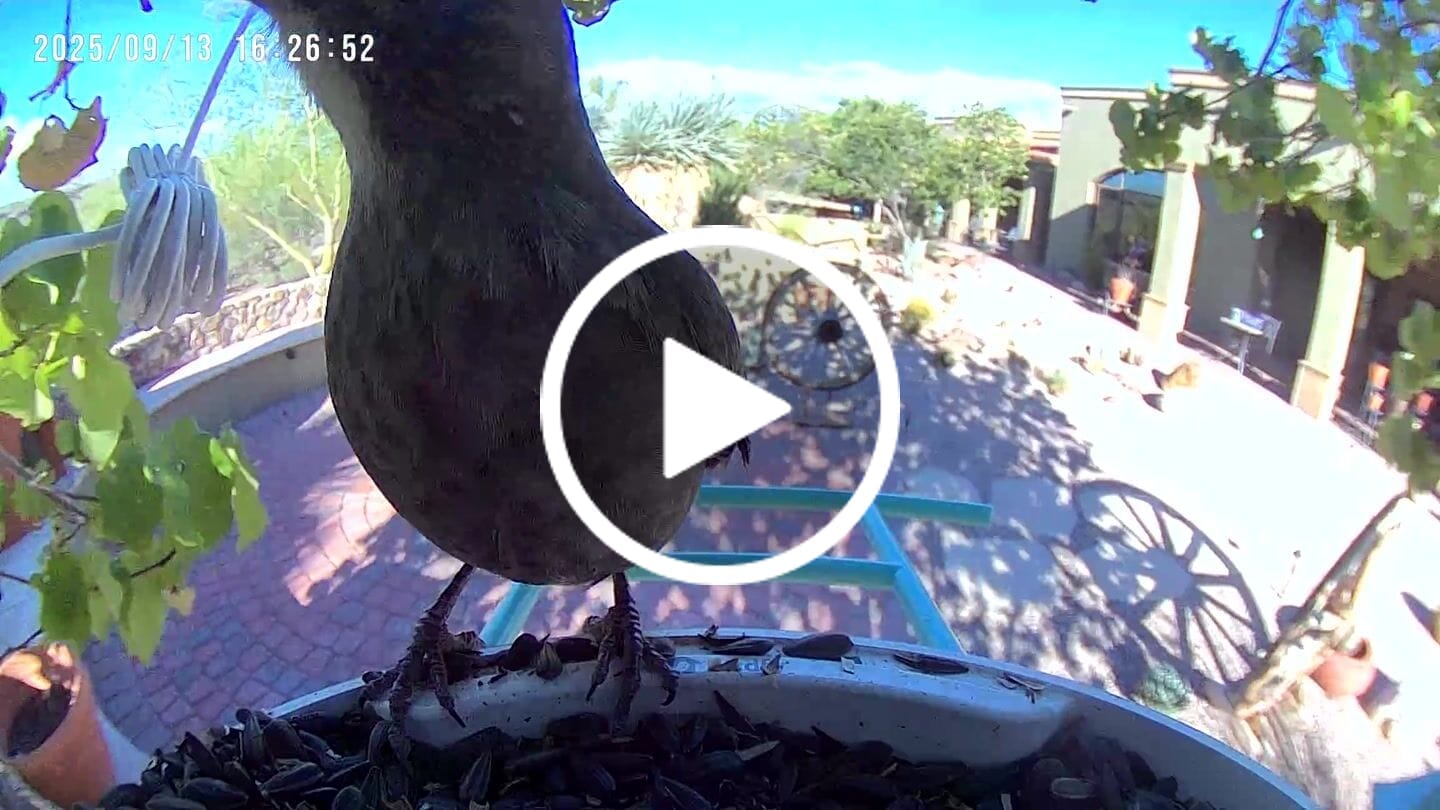 Customer video review of Birdfy Feeder with Solar Panel - Solar-Powered Smart Bird Feeder with Camera