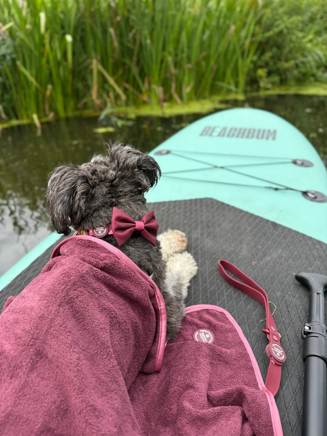 Customer photo review of Bow Tie - Walkies Ready® - Mulberry