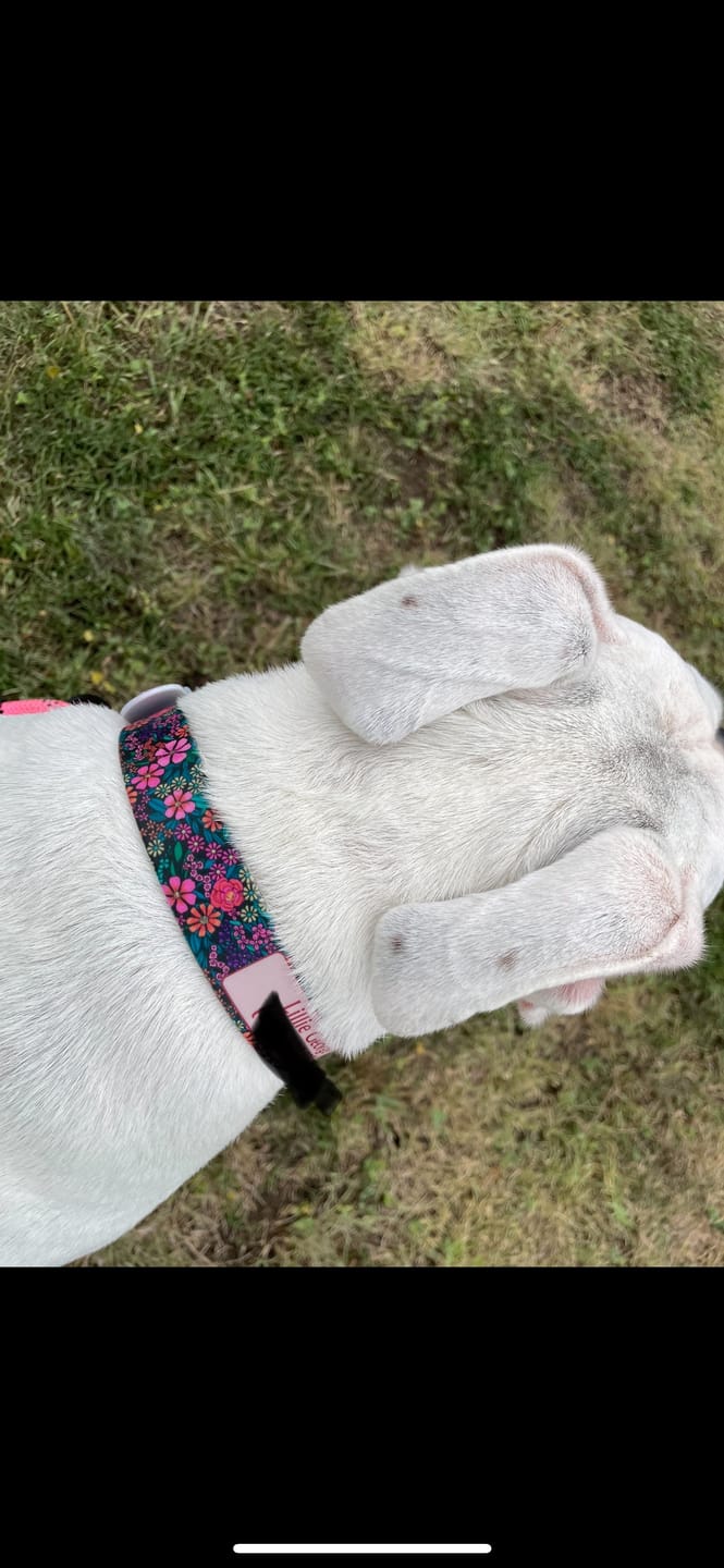 Customer photo review of Southwind - Posies Dog Collar