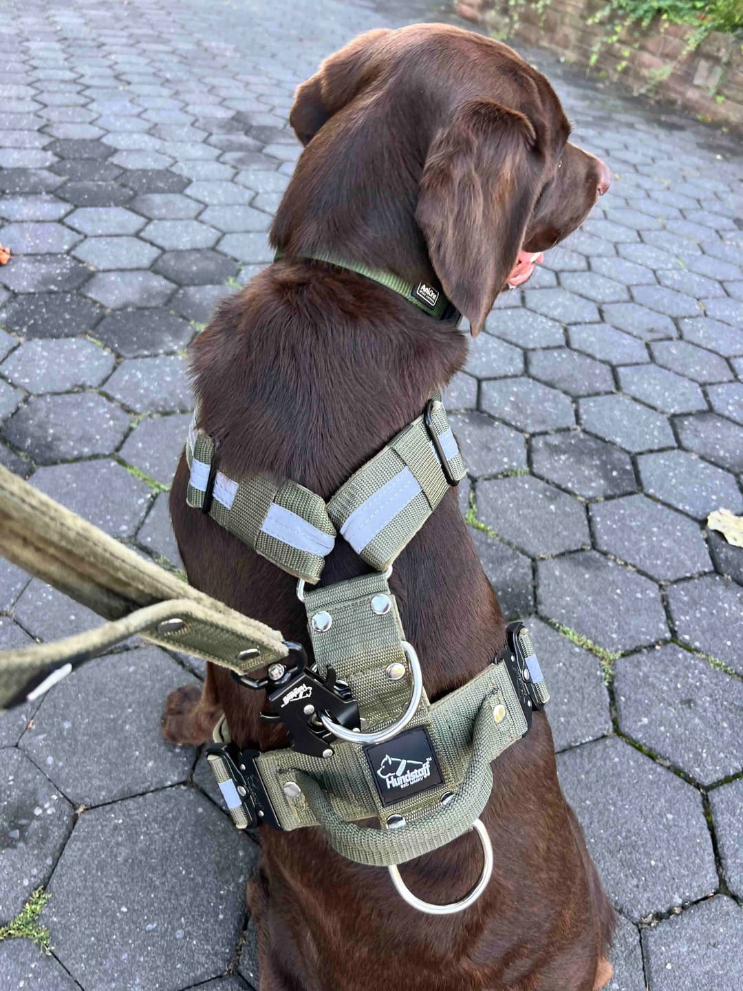 Customer photo review of Easy Walk Extreme Safe Khaki - Sele med reflex & snabbspänne