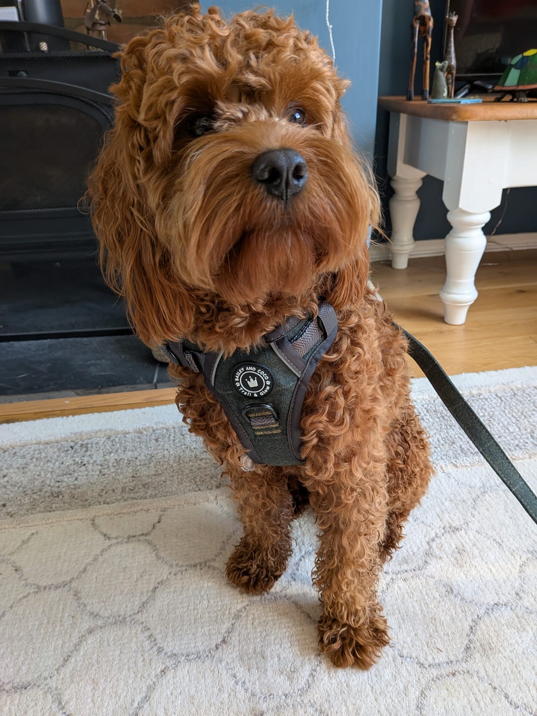 Customer photo review of Adjustable Collar - Forest Tweed